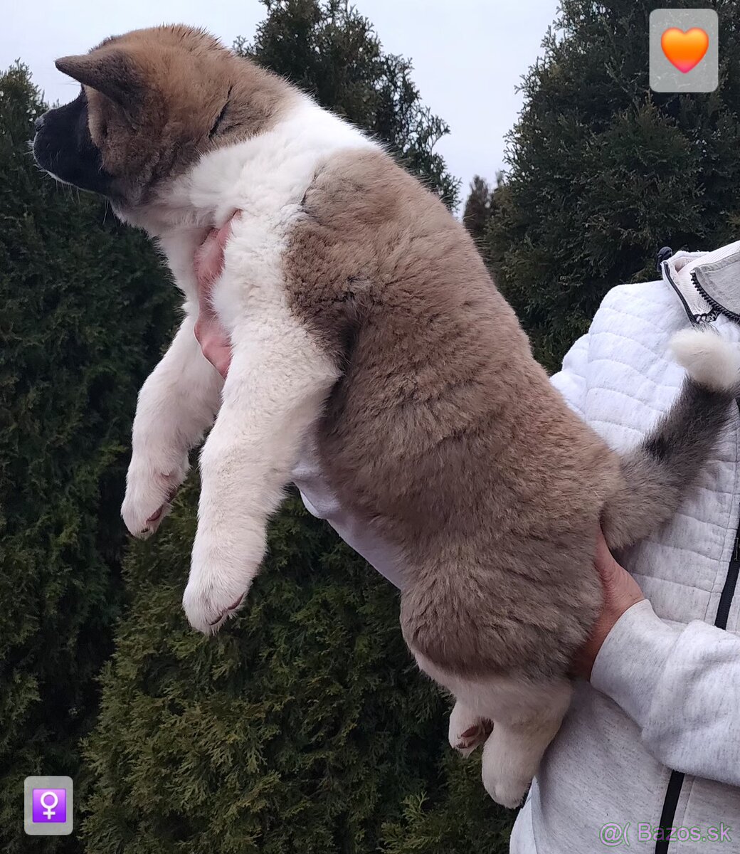 Americká akita (American akita) s PP - 4