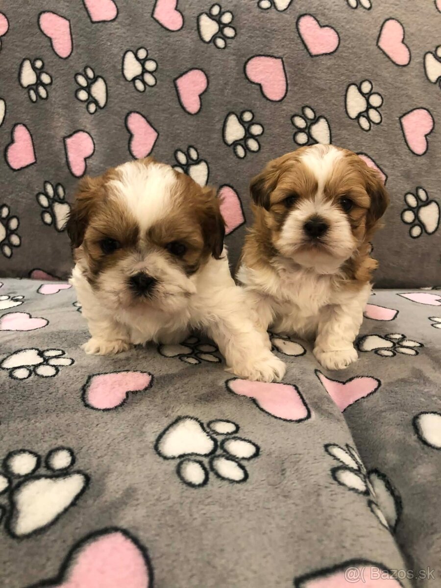 Predám šteniatka plemena shi tzu - 4