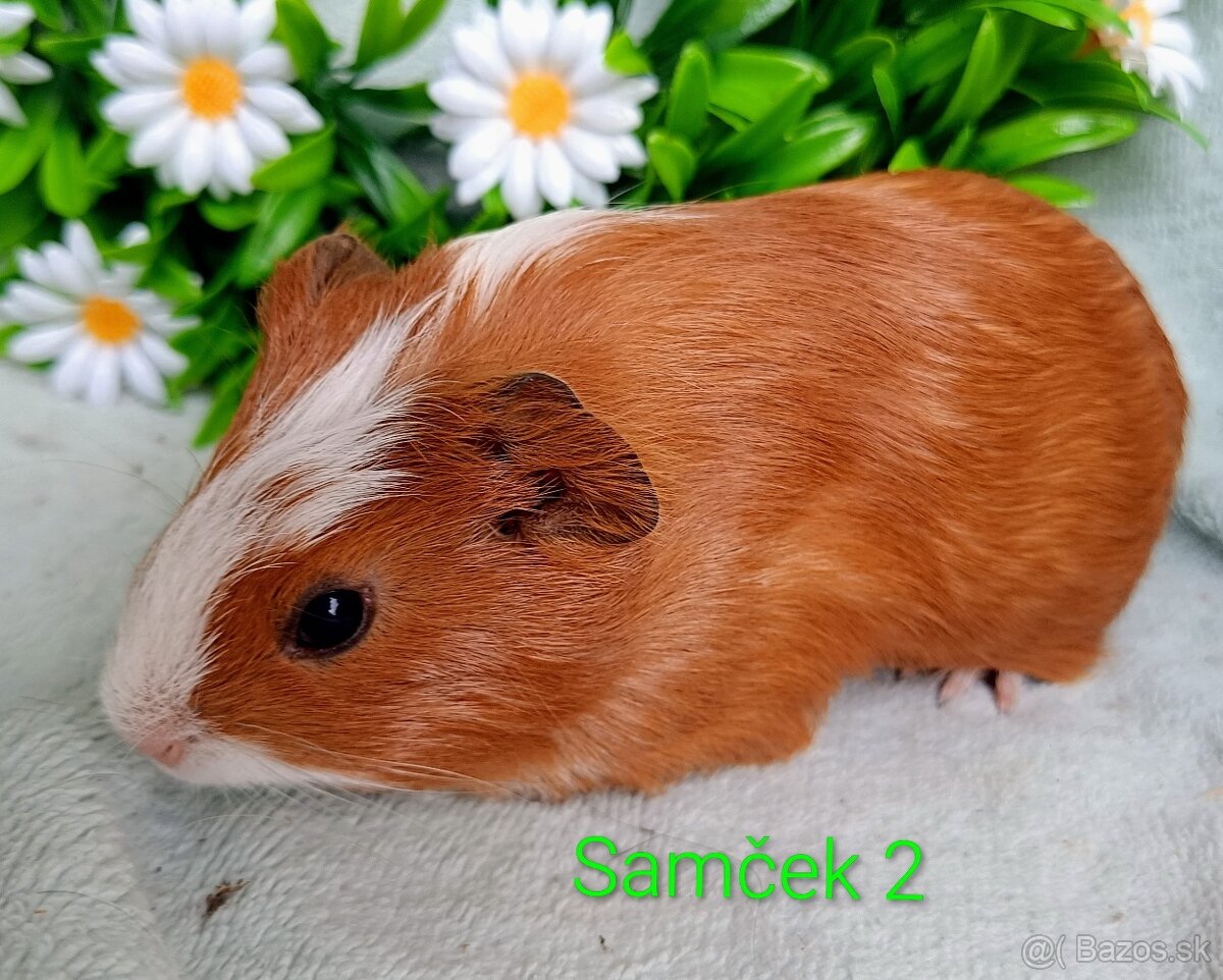 Morča/Morčiatka samčekovia - 4