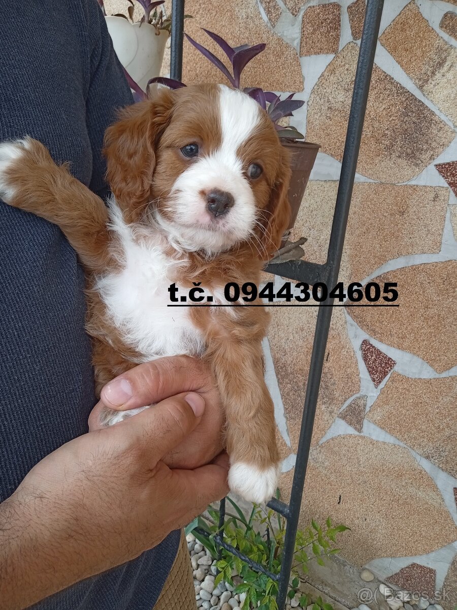 cavapoo - 4