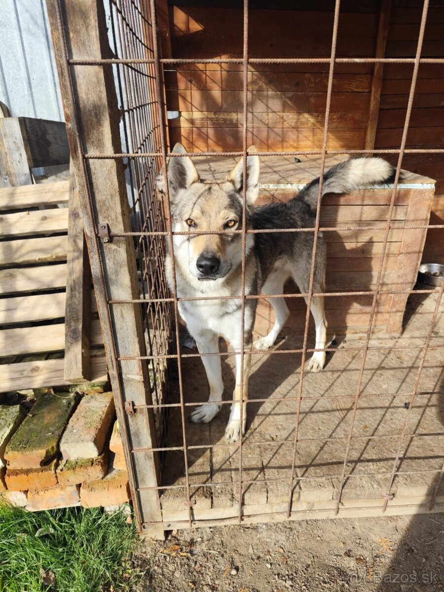 Československý vlčiak s PP - 4