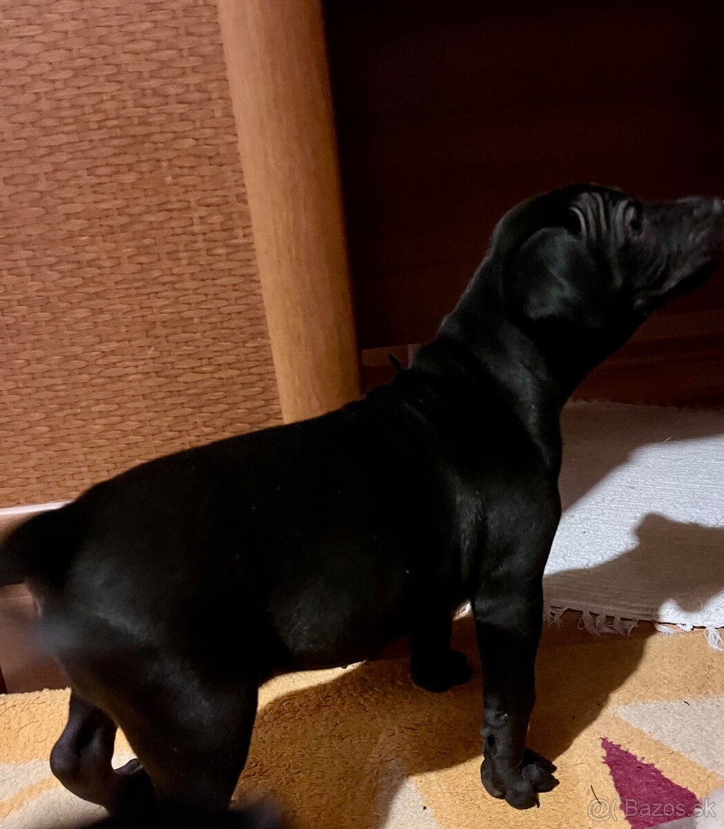 Darujem steniatka - 4