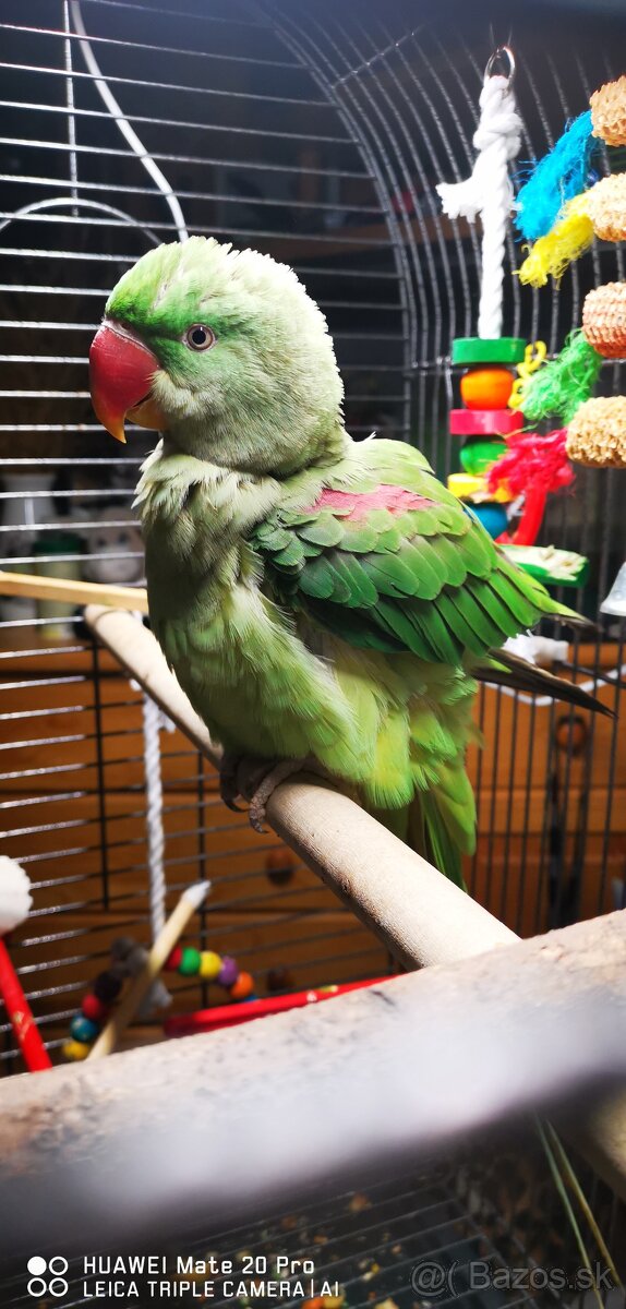 Alexander Veľký - 4