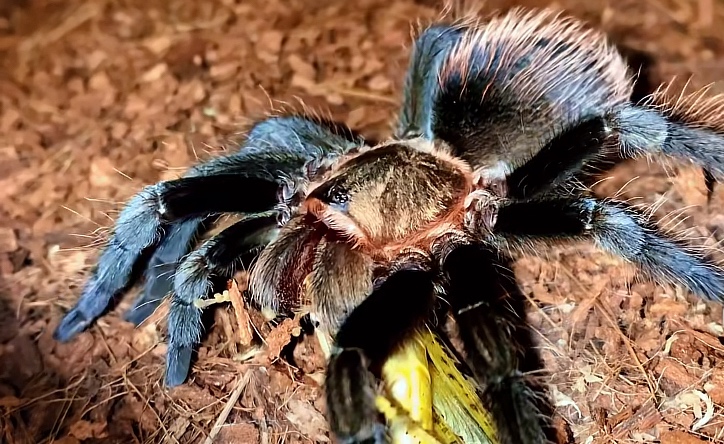 Tarantula,vtackár - 4