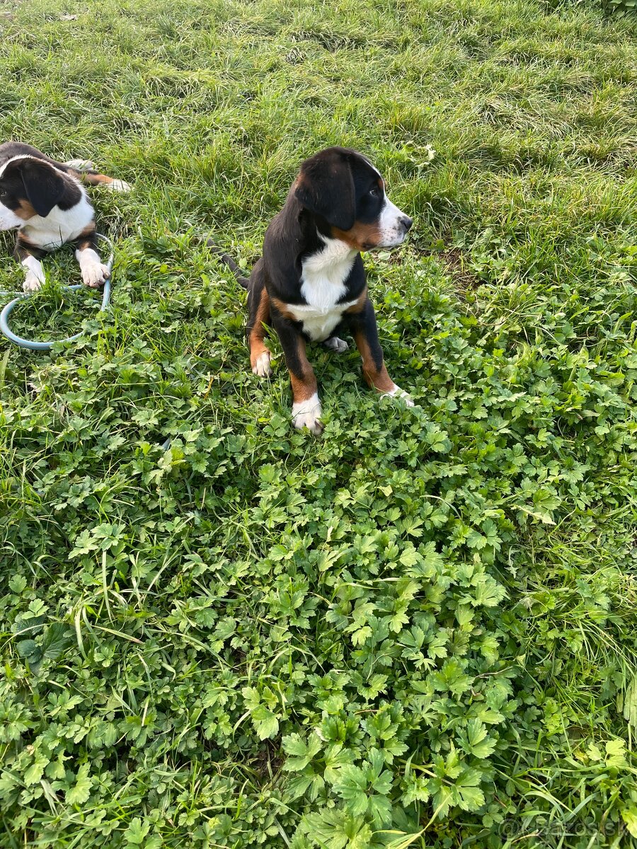 Veľký Švajčiarsky salašnícky pes - 4