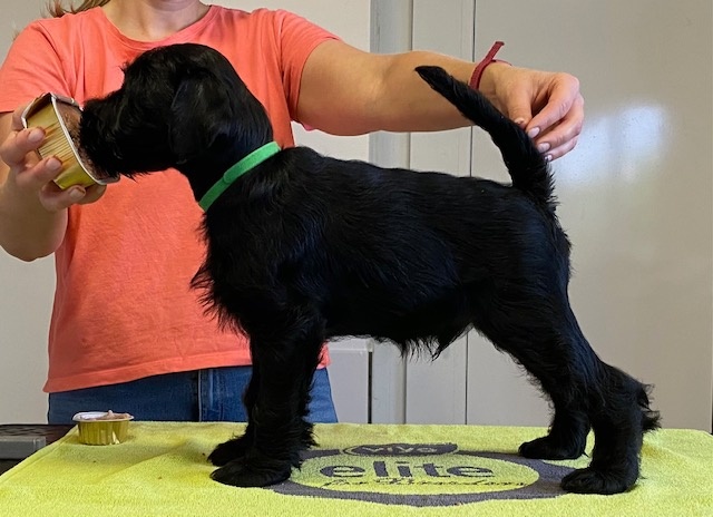 Bradáč stredný čierný - 4