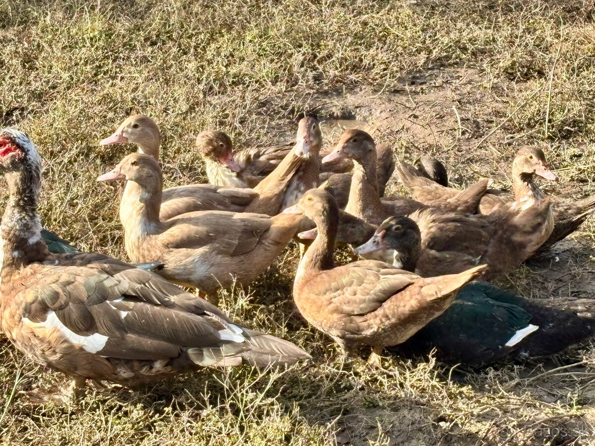 Kačica pižmová - 4