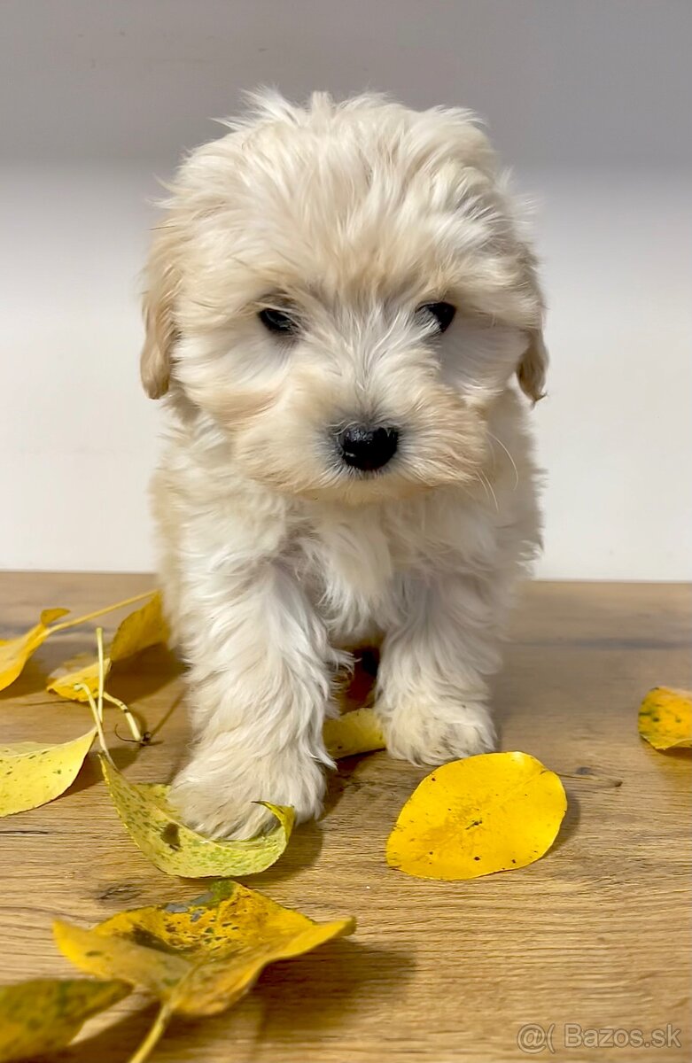 Maltipoo - 4