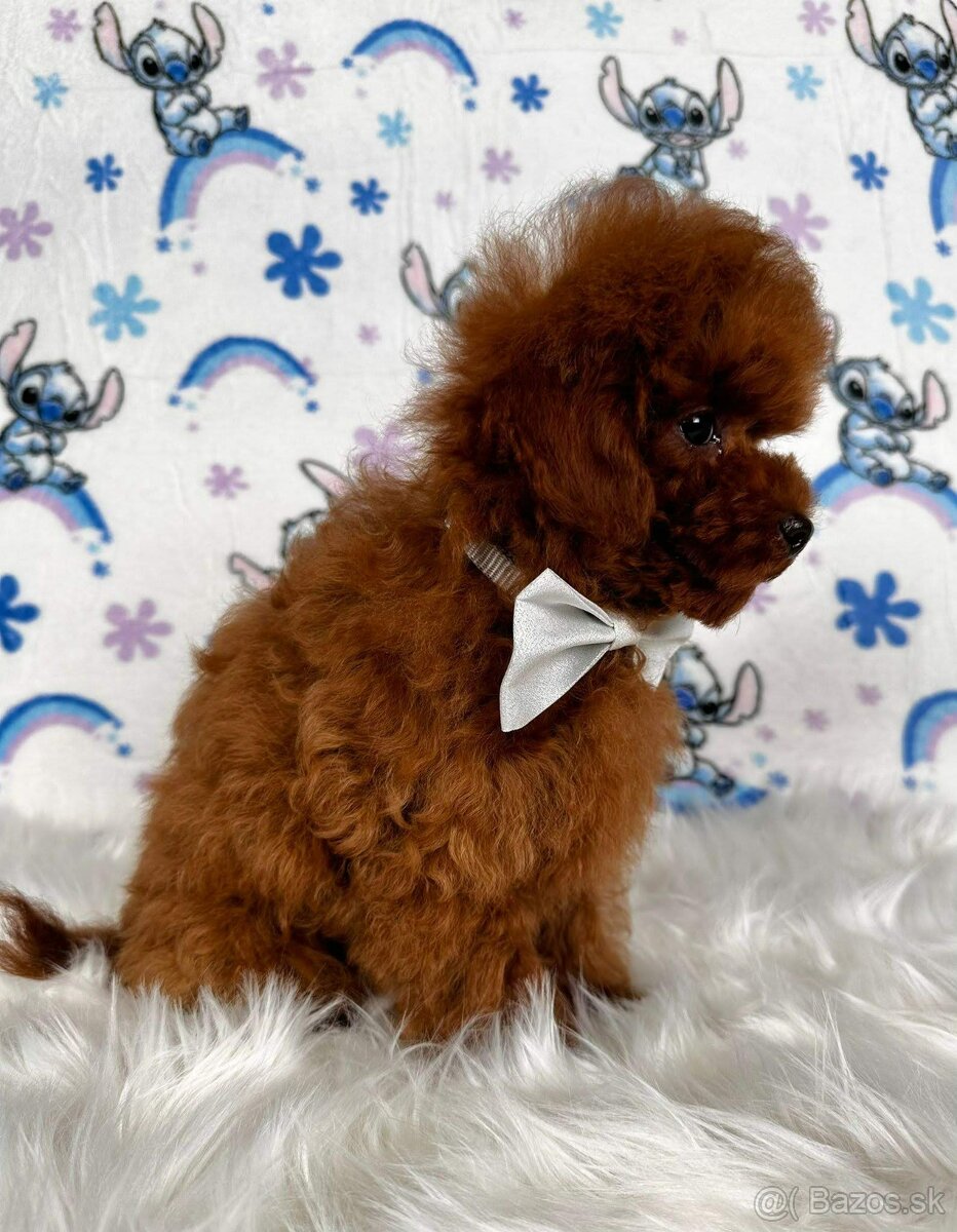Pudel toy/Pudlík toy - red brown psíček - 4