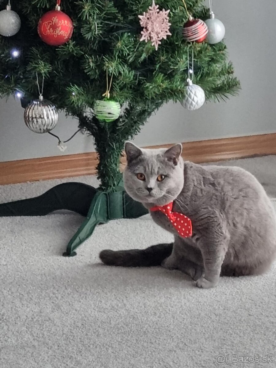 britský kocúr sivomodrý - 4