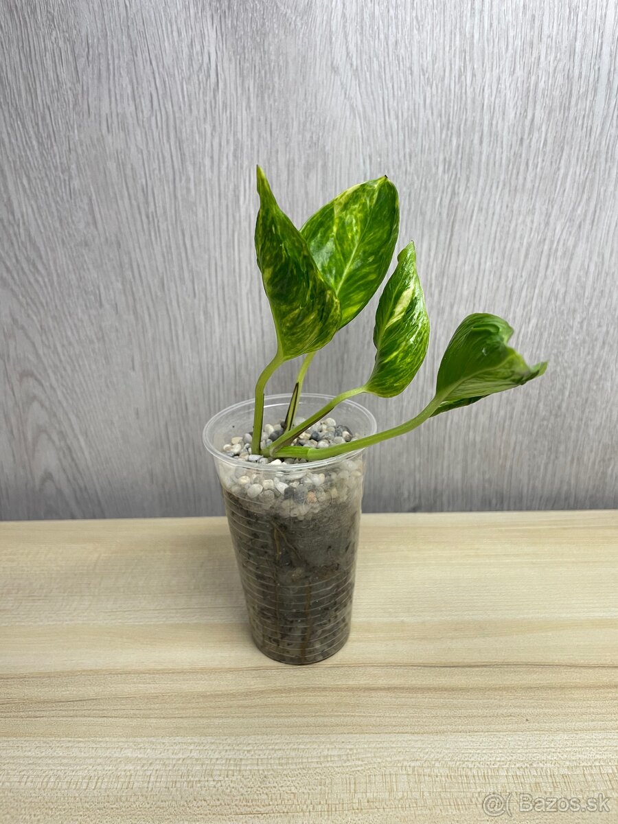 Epipremnum Shangri-La variegated (Godzilla) - 4