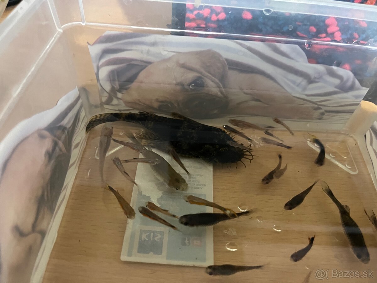 predám gubky a prisavníkov - 4