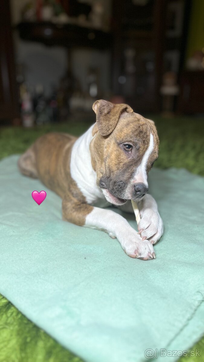 Americký Stafordšírsky Terier s PP - 4