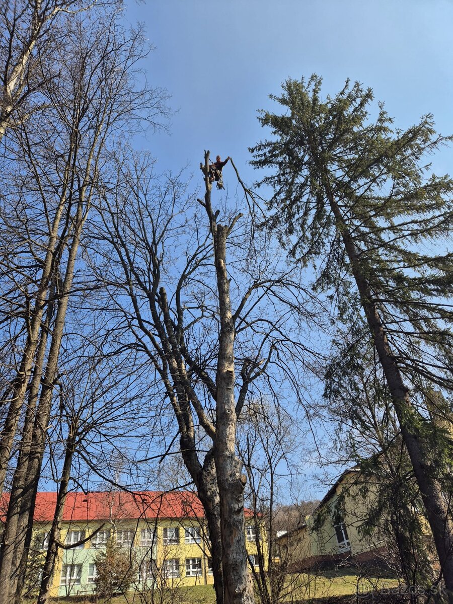 Výrub rizikových stromov - 4