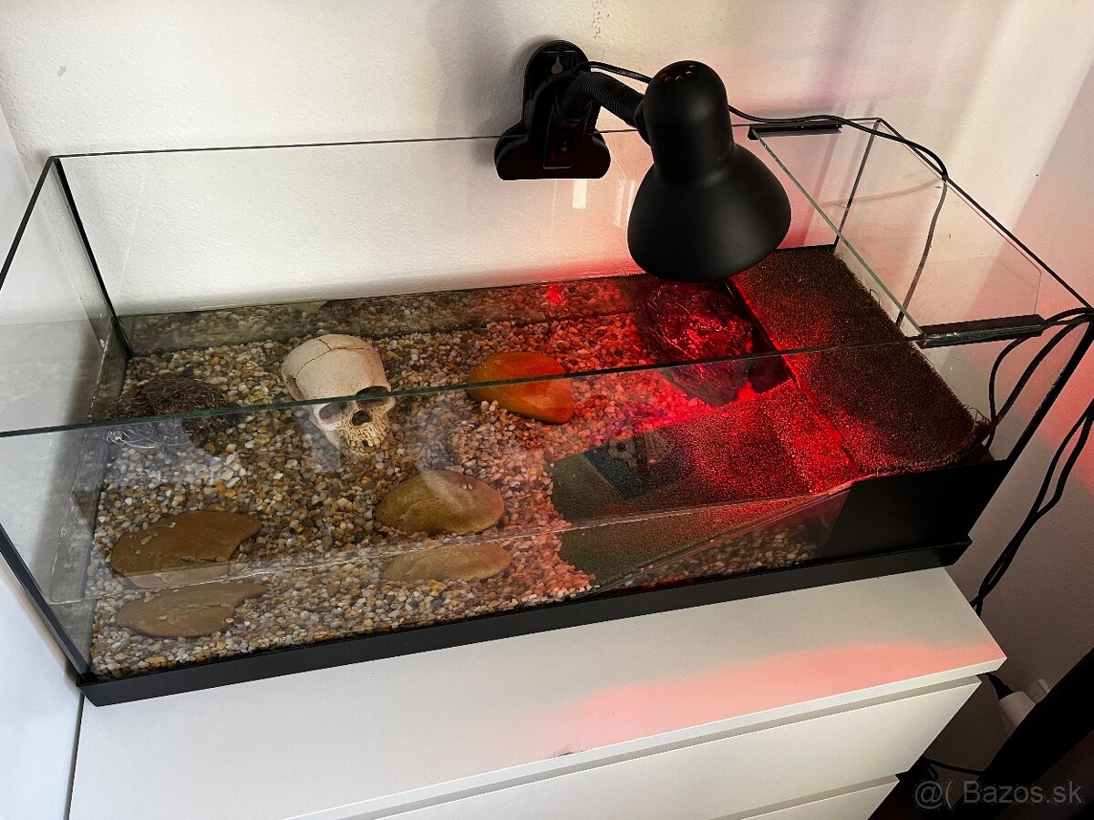 Korytnačka písmenkova + akvárium - 4