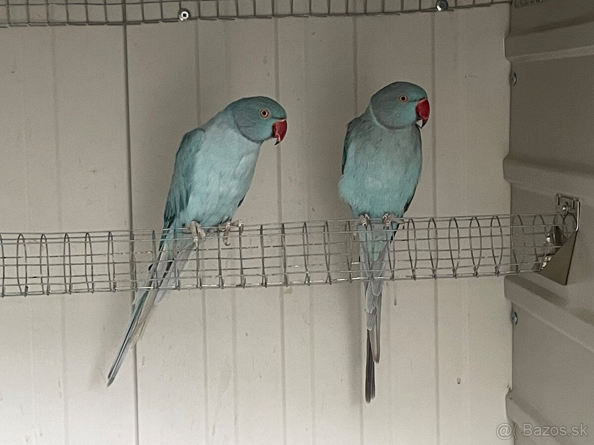 Alexander maly hch opal - 4