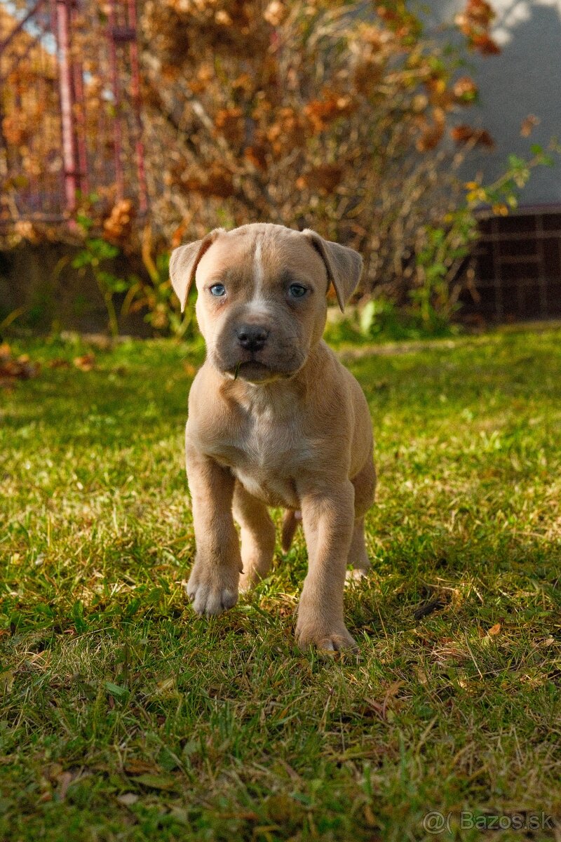 Americký stafordšírsky teriér - 4