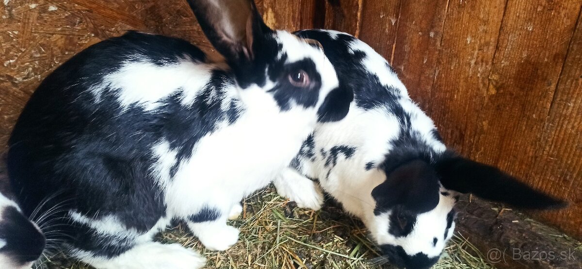 Predám králiky - 4