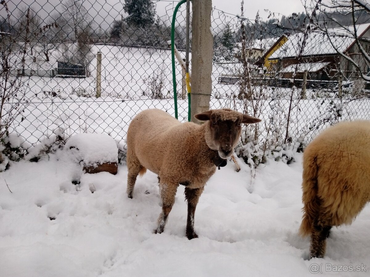 Predám dve mladé ovečky. - 4