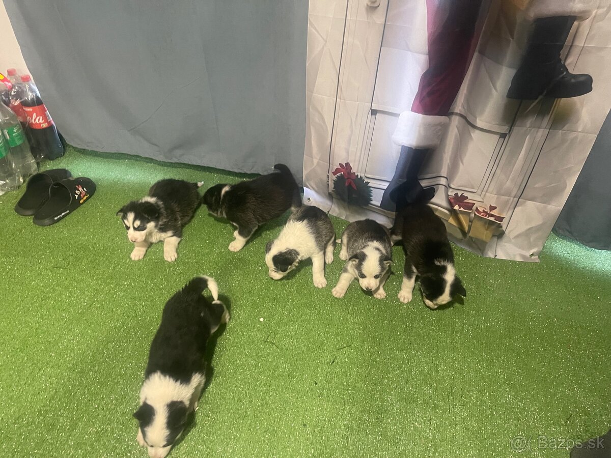 Šteniatka Husky - 4