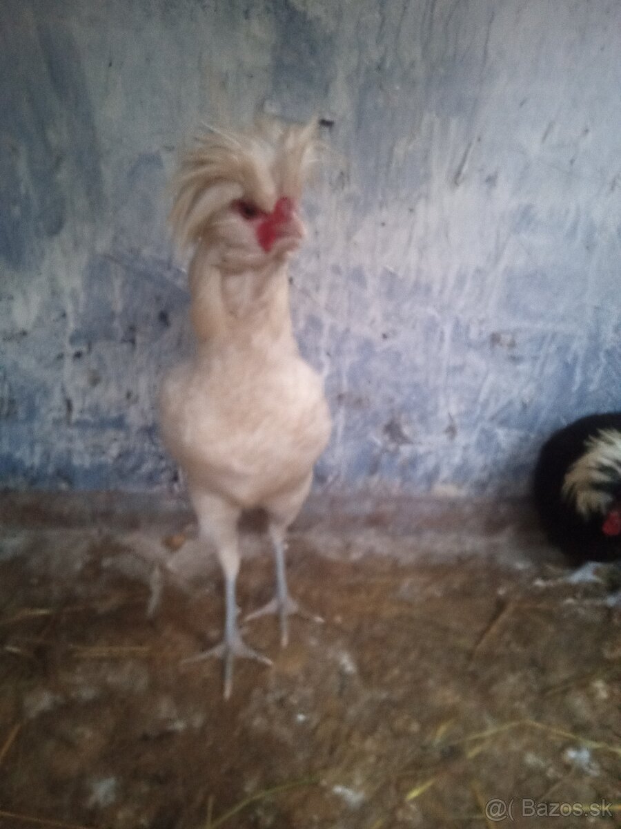 Predám kohúta Paduanka - 4