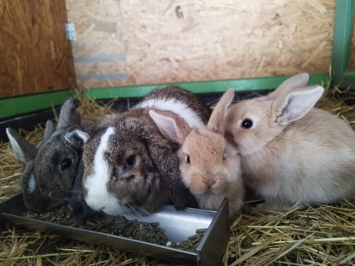 Minilop zakrsly baranček - 4