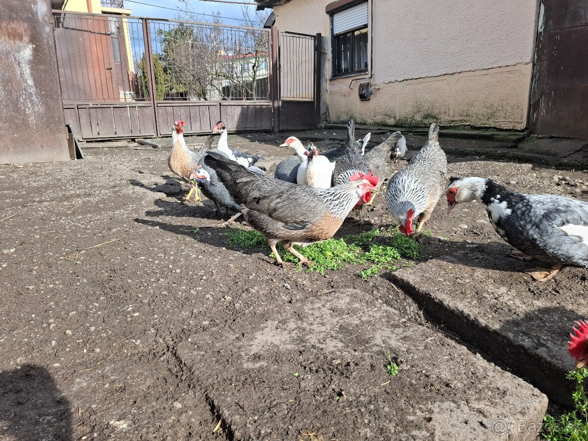 Násadove vajička-Vlaška Strieborná - 4