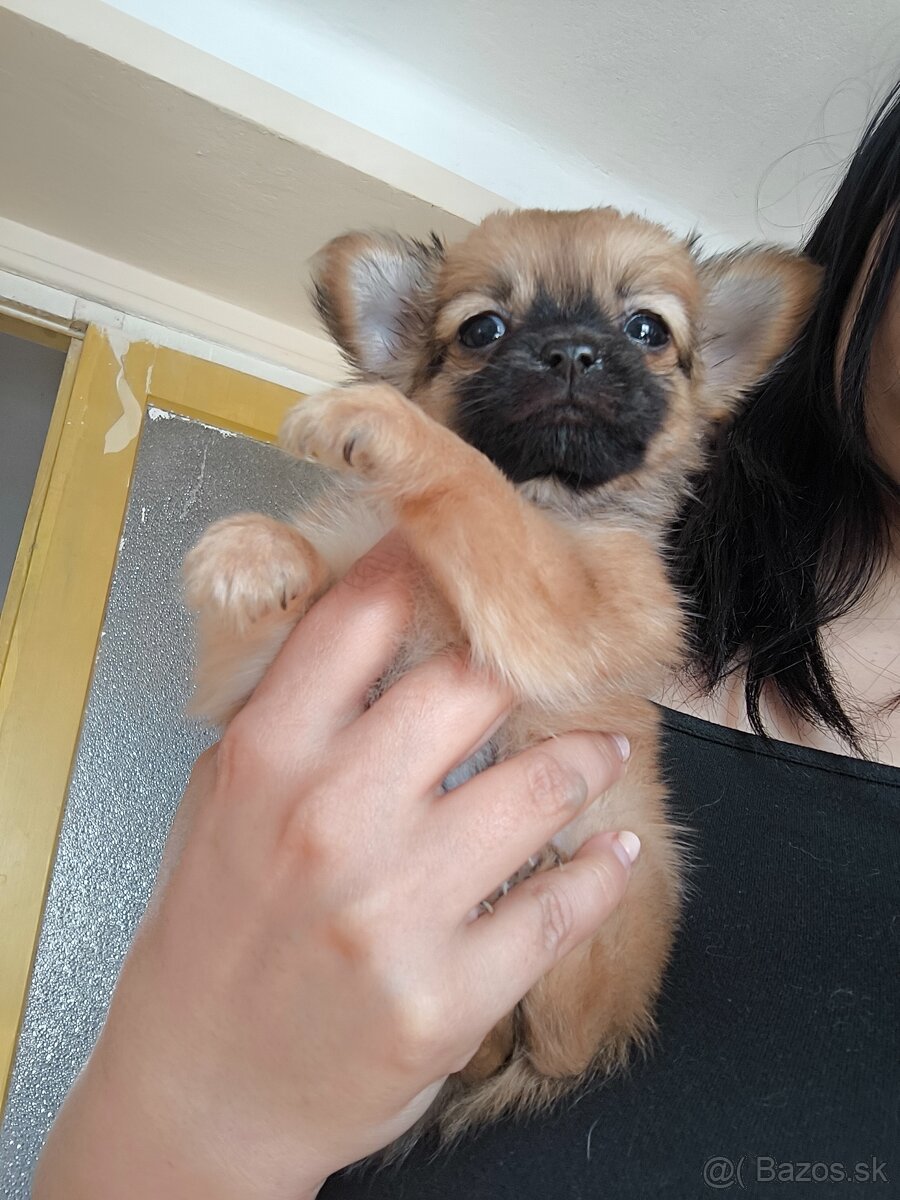 Čivava dlhosrsta mini - 4