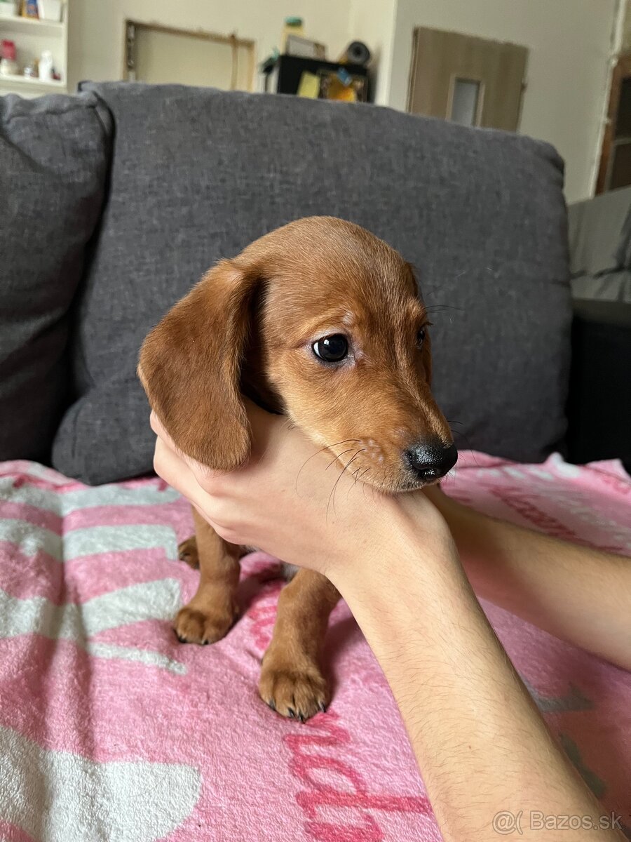 Predám šteniatka - 4
