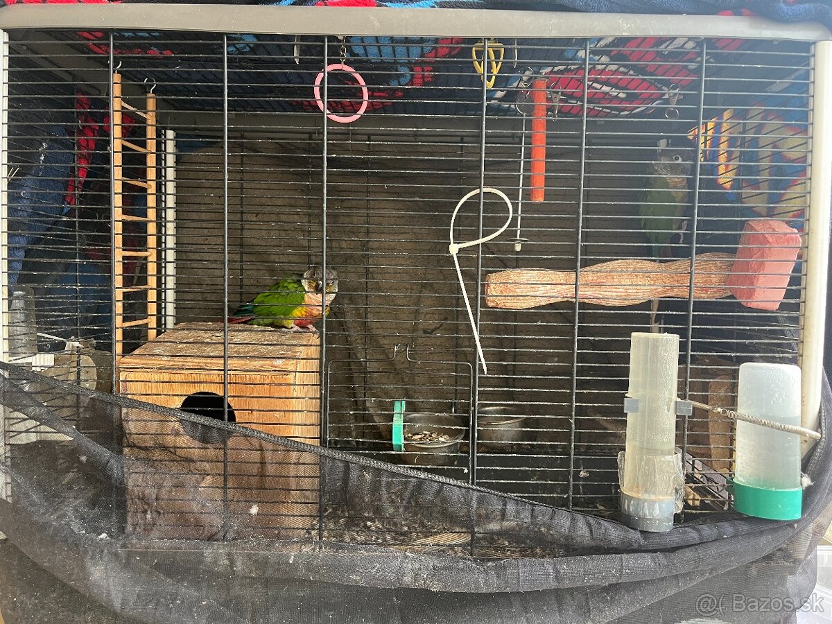 Pyrura zelenolíca, purrhura molinae - 4