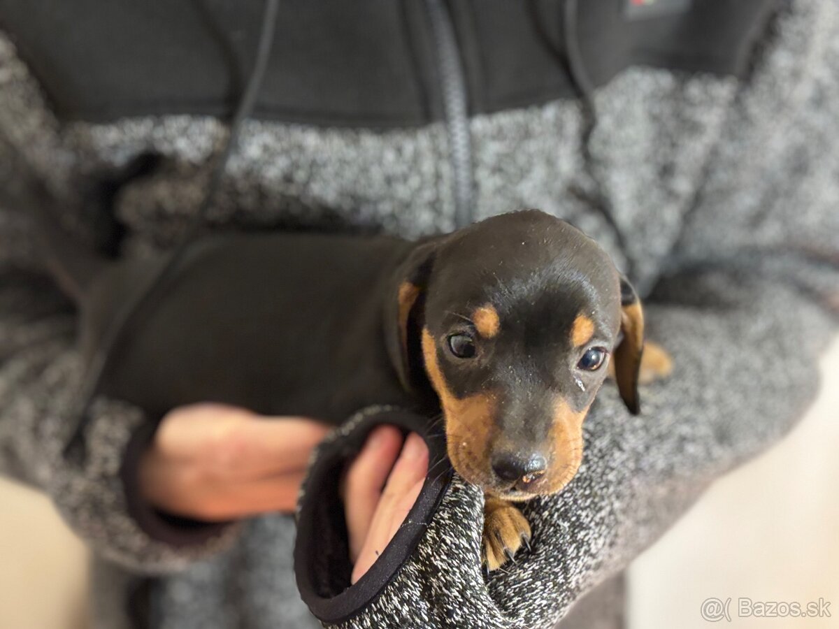 Jazvečík trpasličí - 4