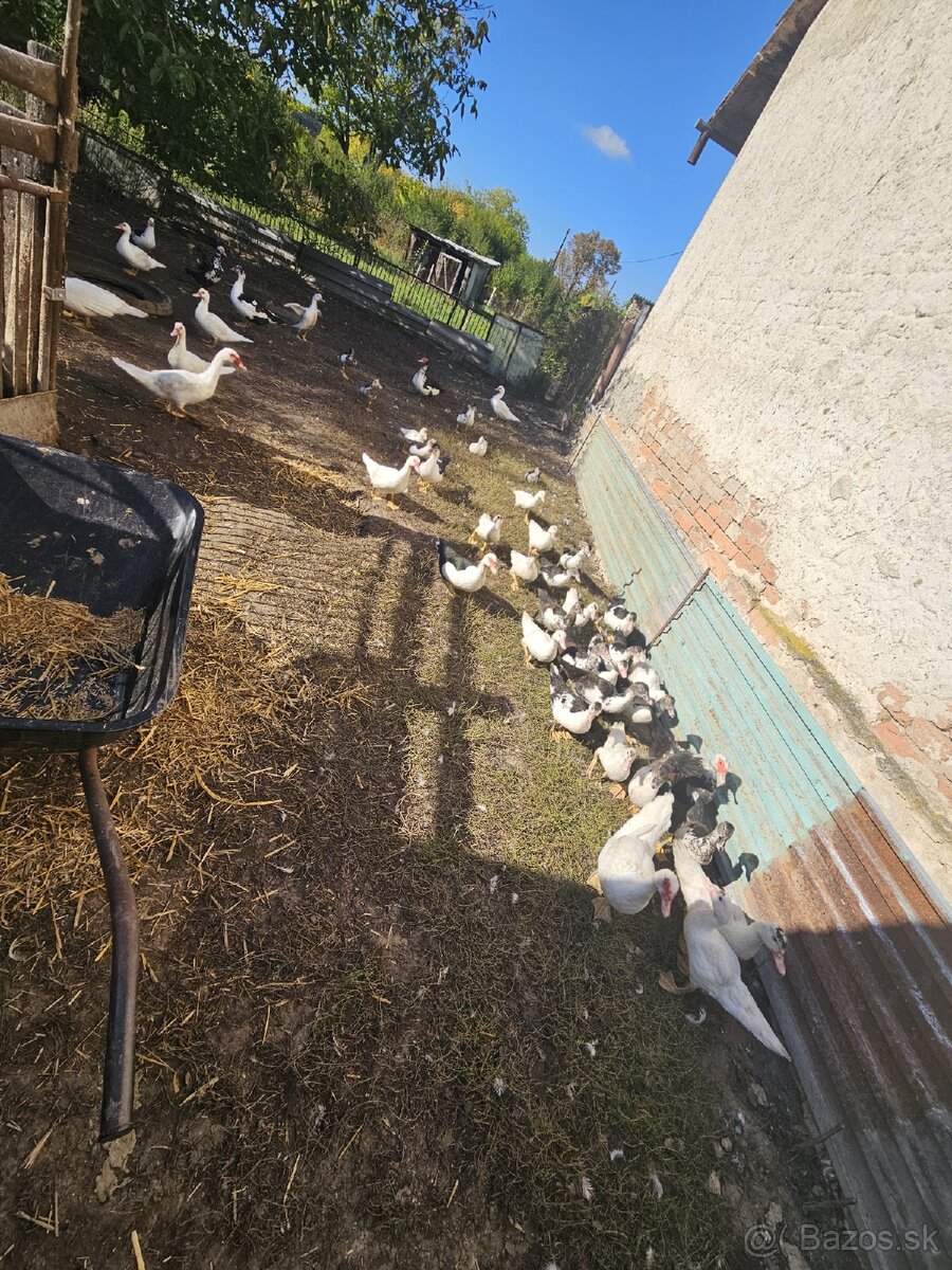 Predám čínske kačky - 4