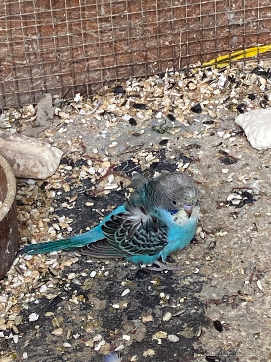 Hagoromo andulky - 4