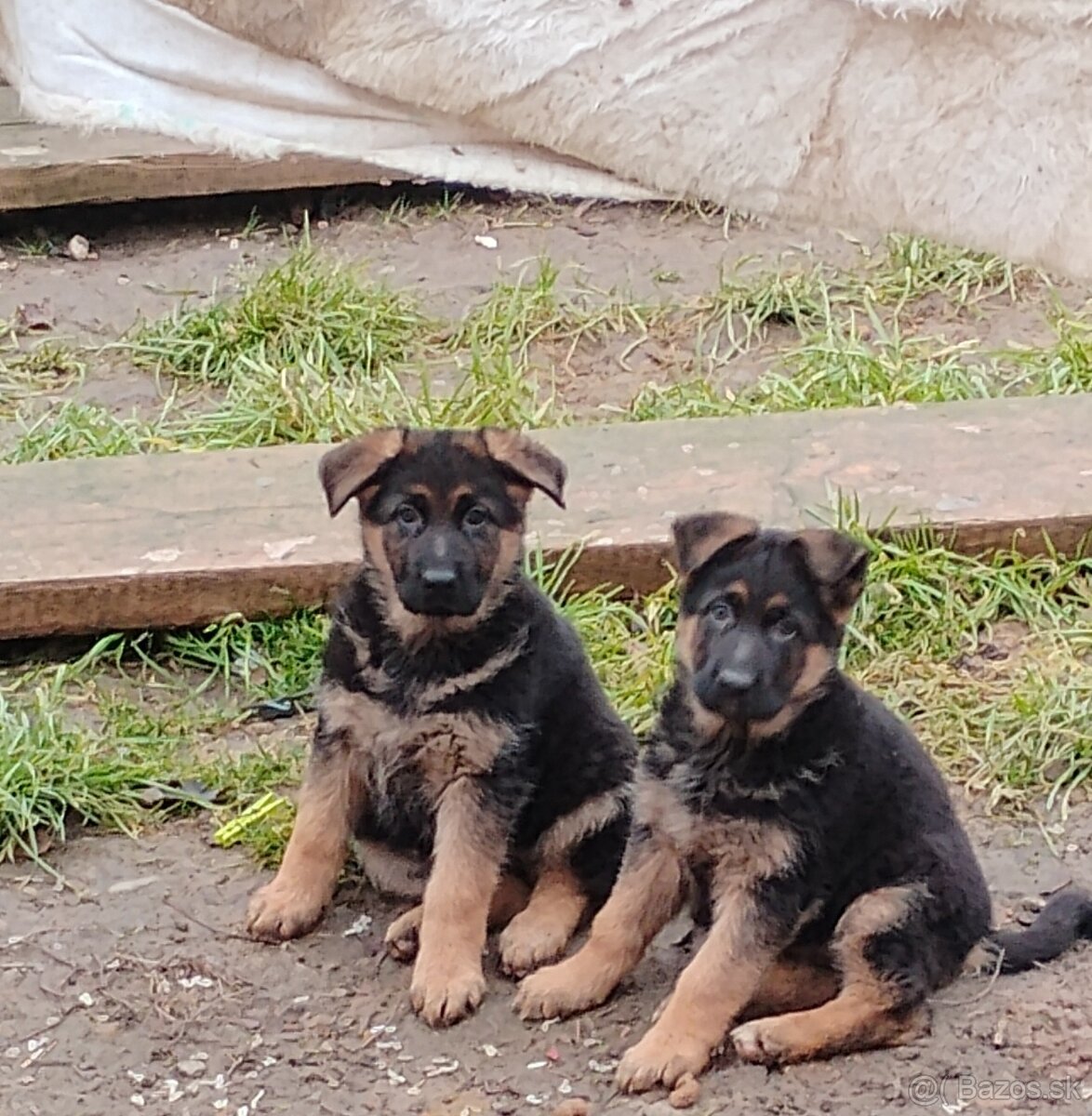Nemecký ovčiak šteniatka - 4