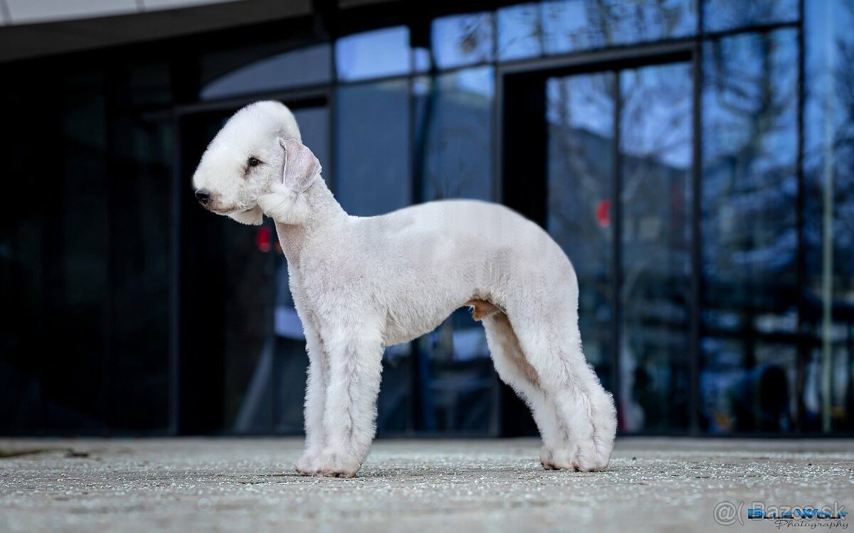 Bedlington teriér - 4