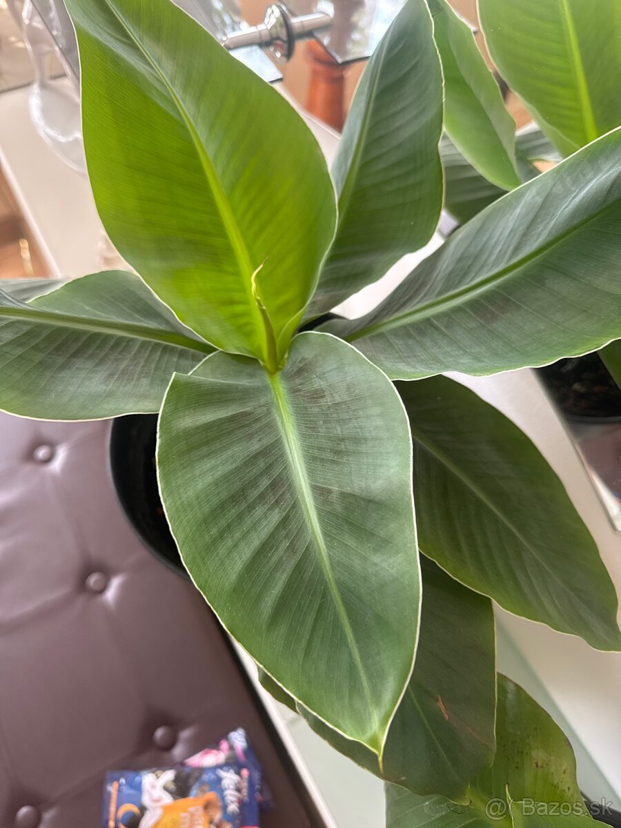 Bananovnik Musa Basjoo - 4