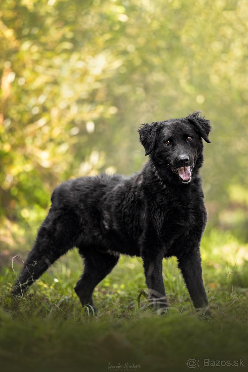 Darujem kučeravého rozumného psa Nica - mix pudel - 4