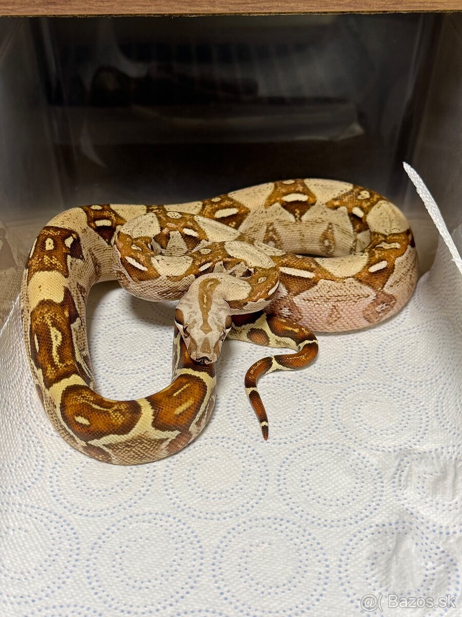 Boa Constrictor - Velhad kralovsky - 4