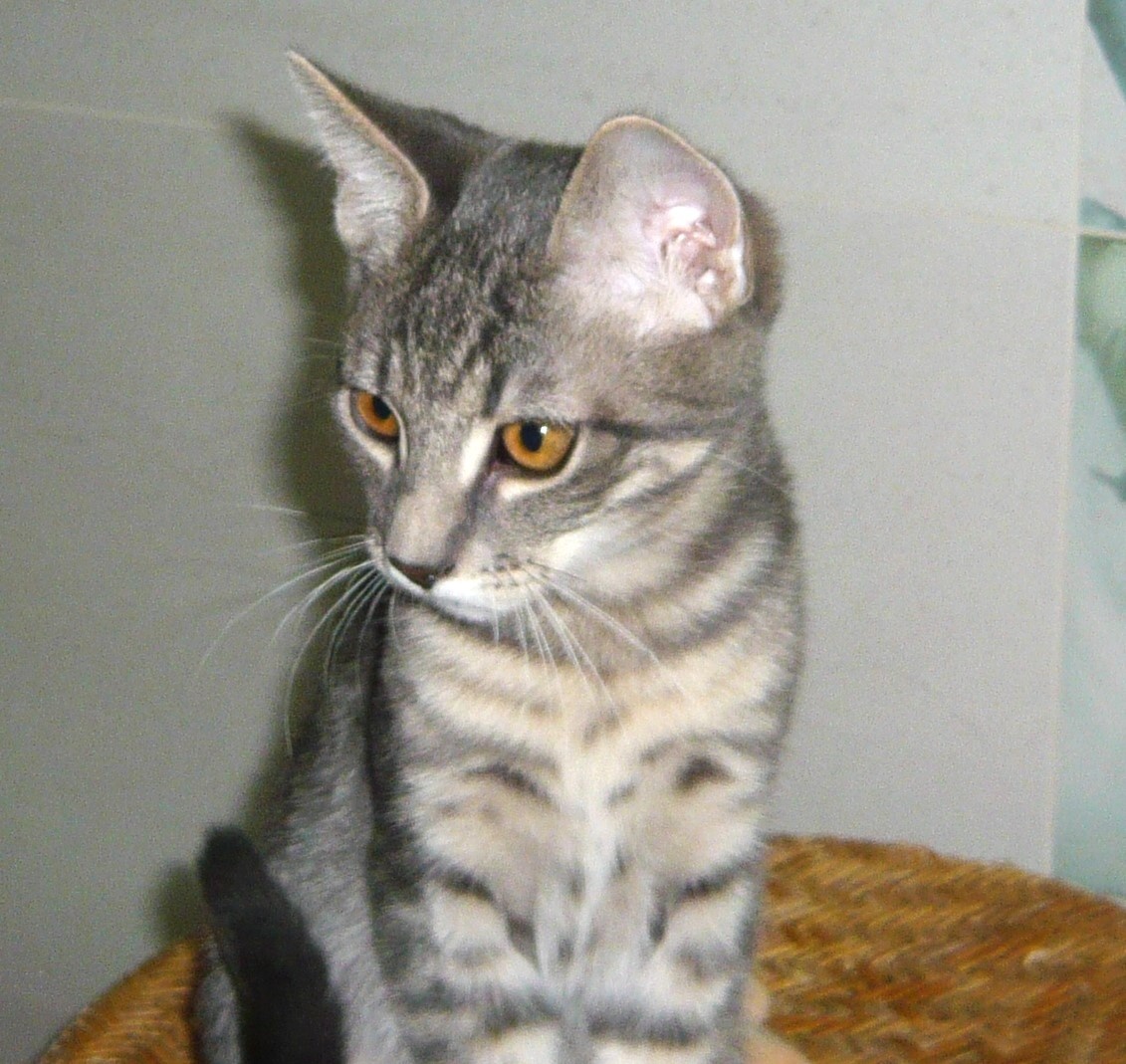ŠEDÝ TIGRÍK - 4
