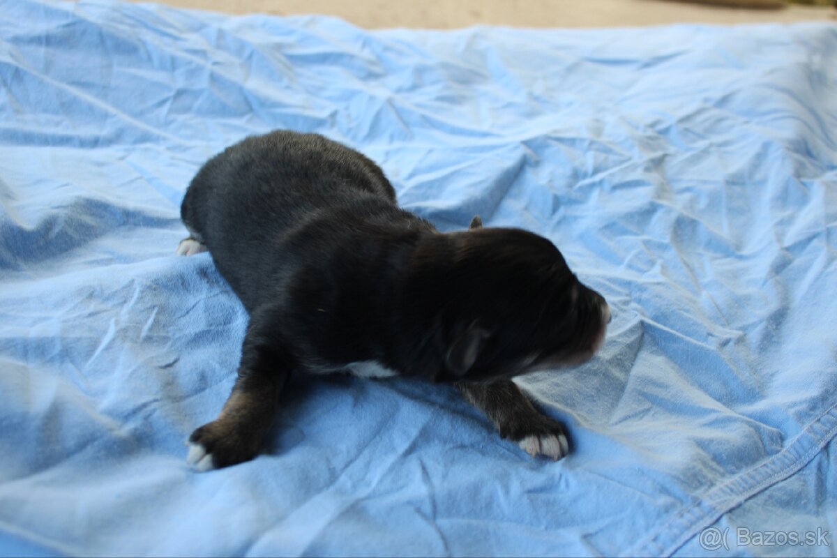 Ponúkam šteniatka - 4