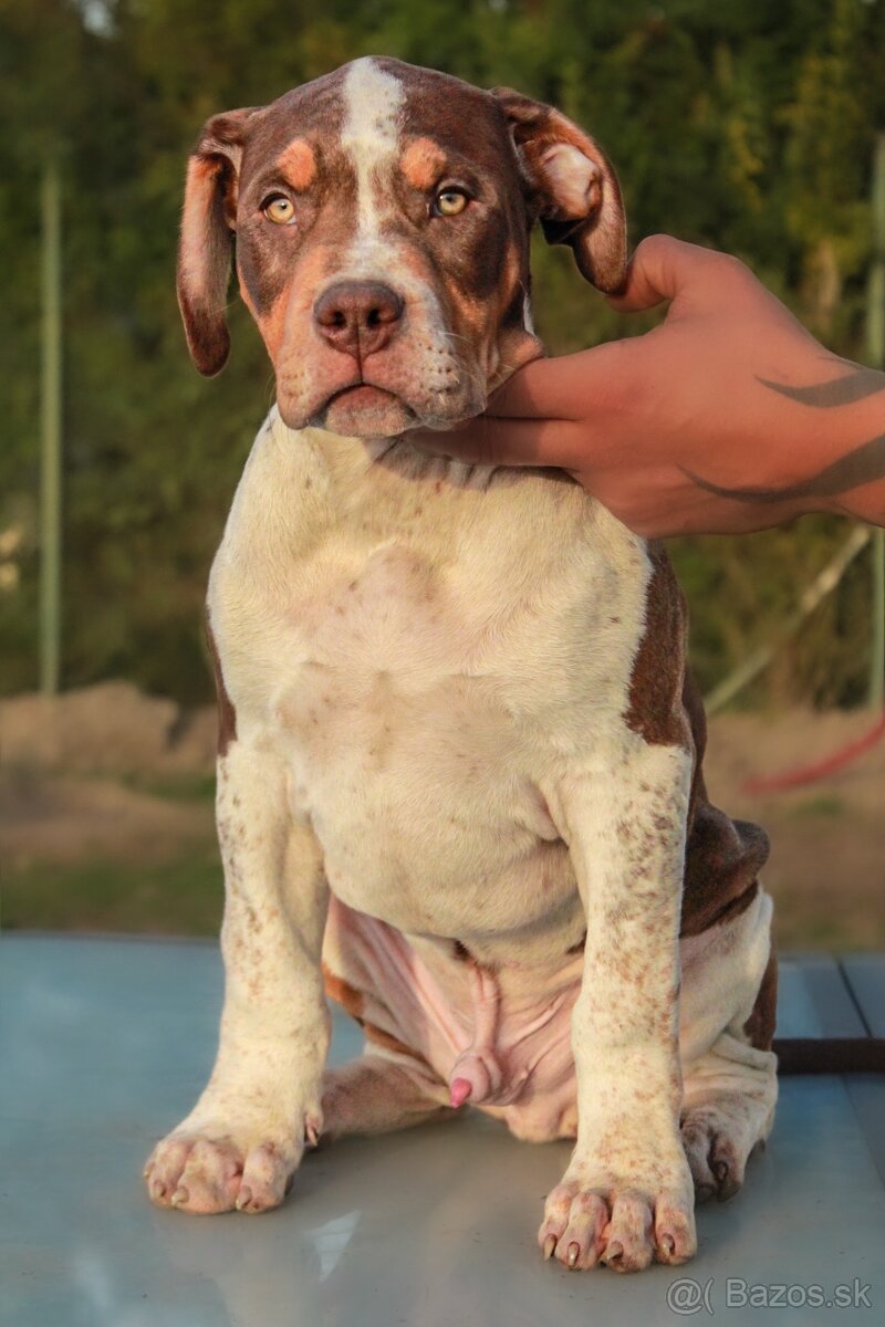 American Bully XL - 4