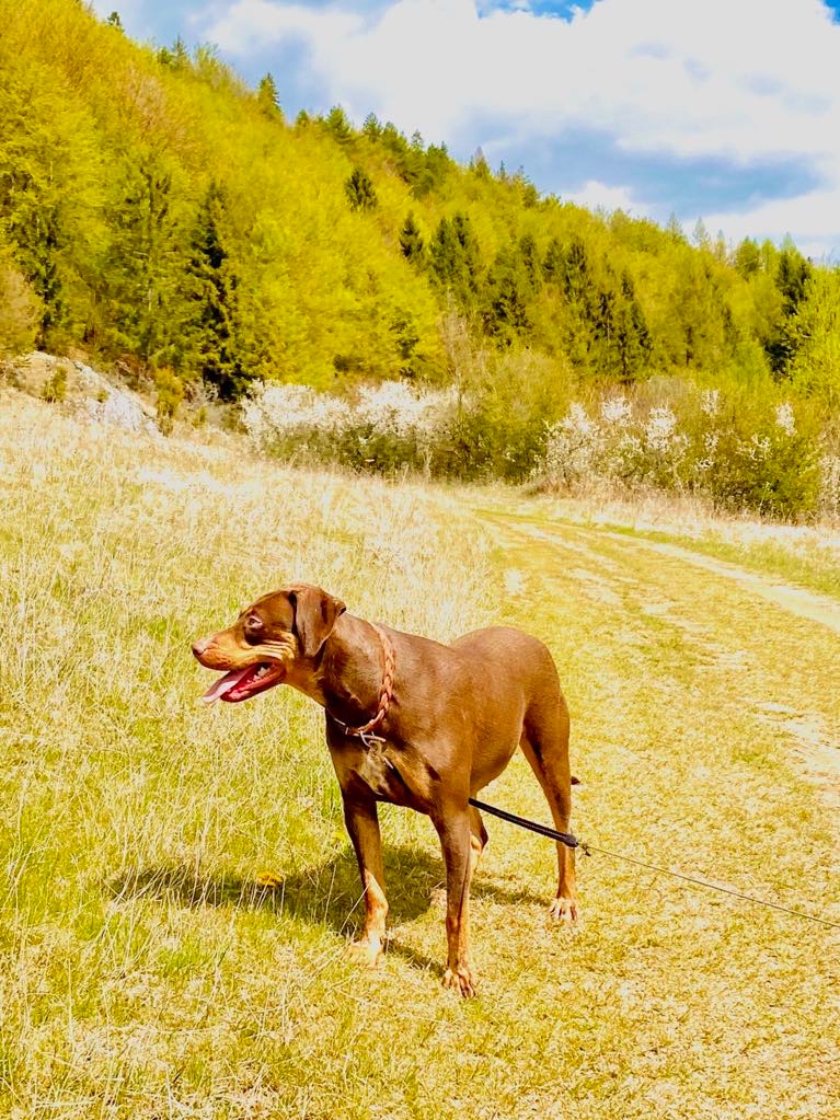 Louisianský leopardí pes - šteniatka s PP - 4