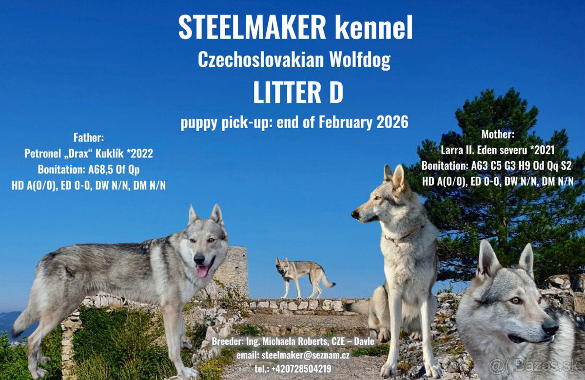 Československý vlčiak/vlčák štěňata s PP - 4