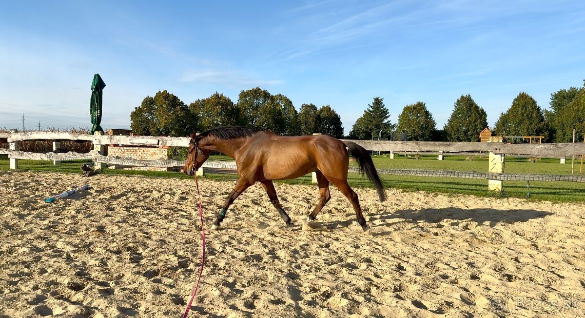 Krasny 4r oldenbursky valach - 4