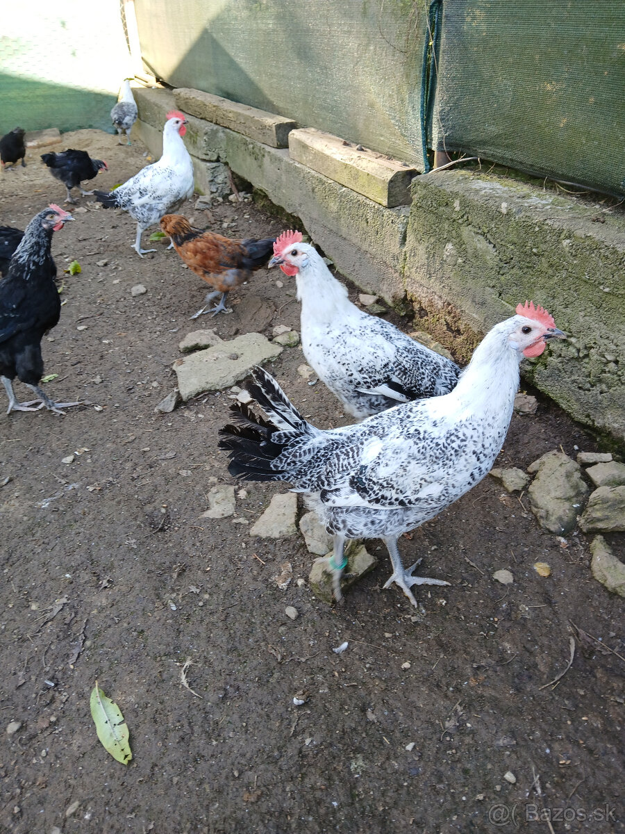 Predaj kohútov - 4