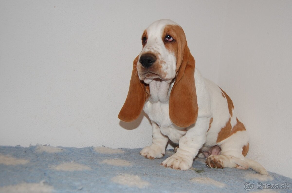 Basset hound šteniatko - 4