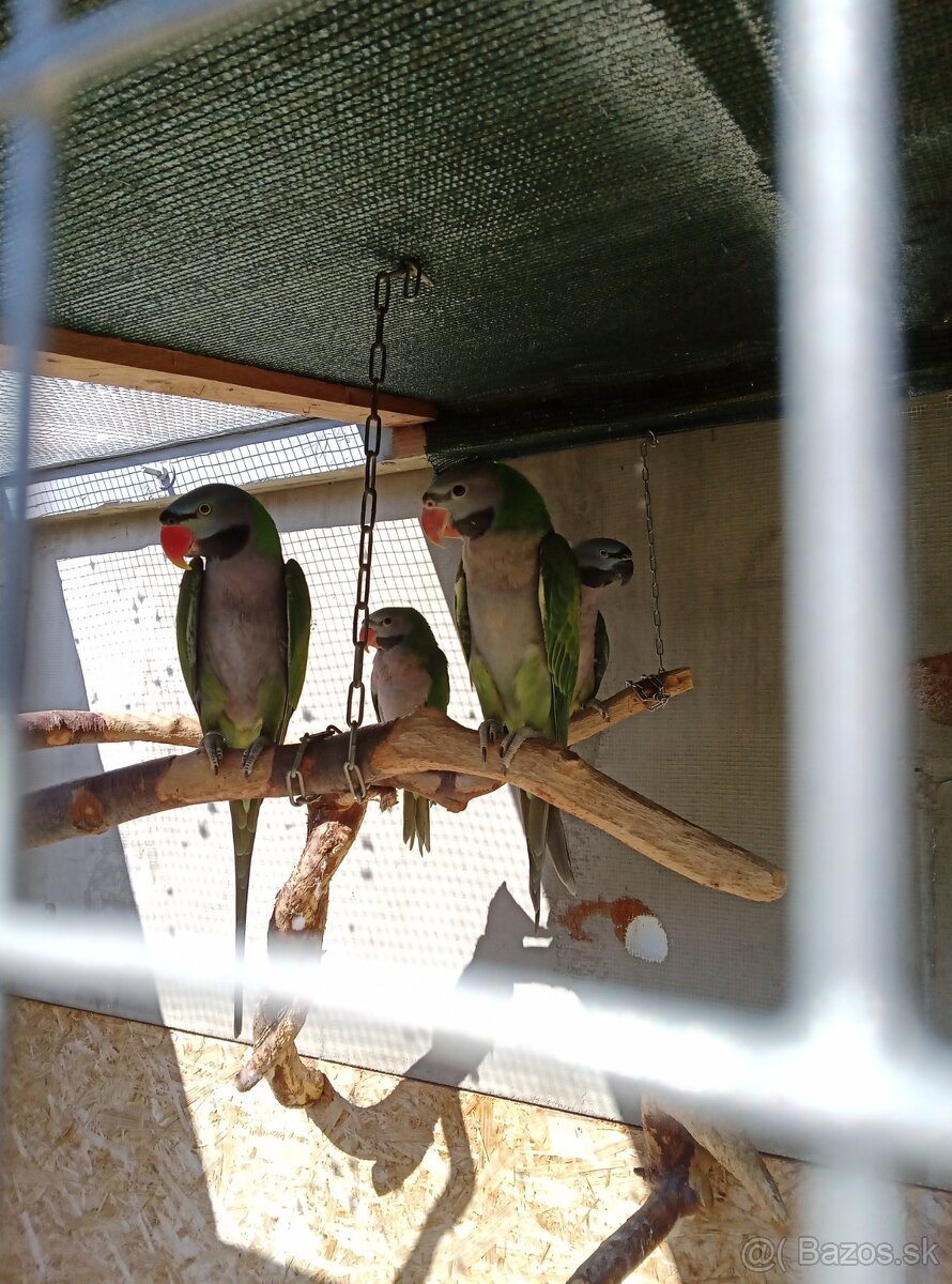 Alexander čínsky - 4