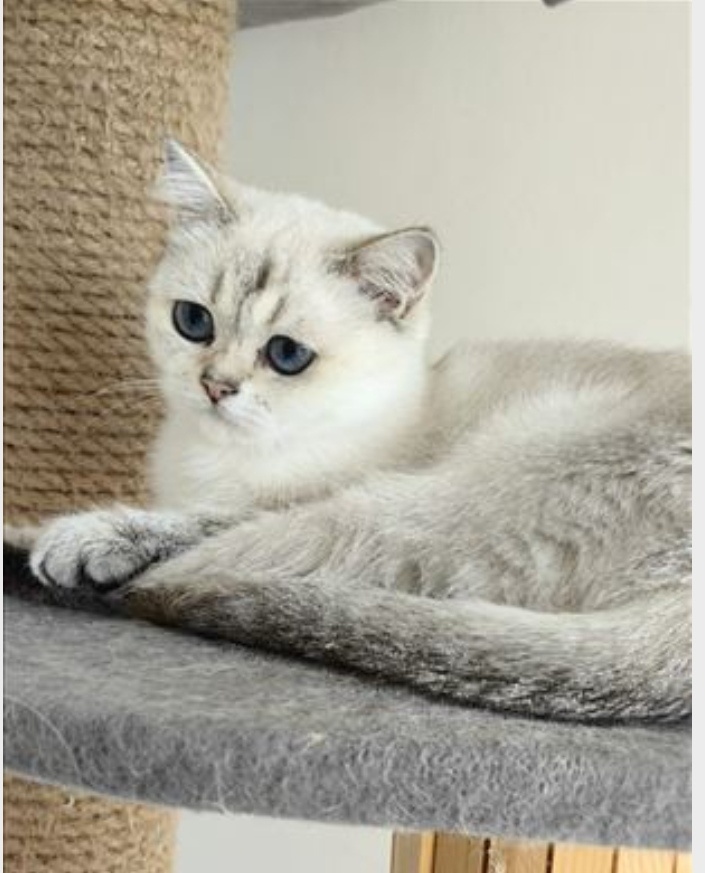 Britská krátkosrstá mačka - 4