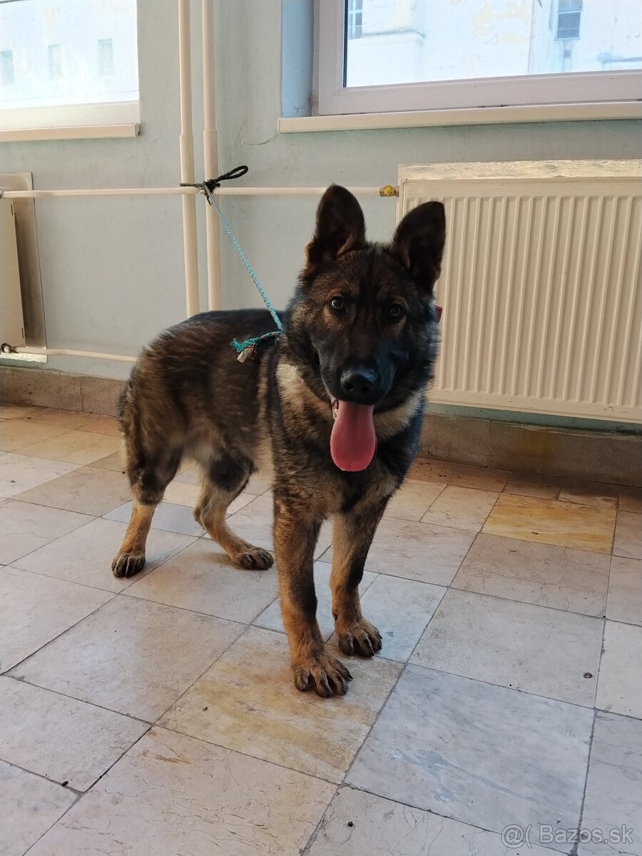 Nemecký ovčiak - 4