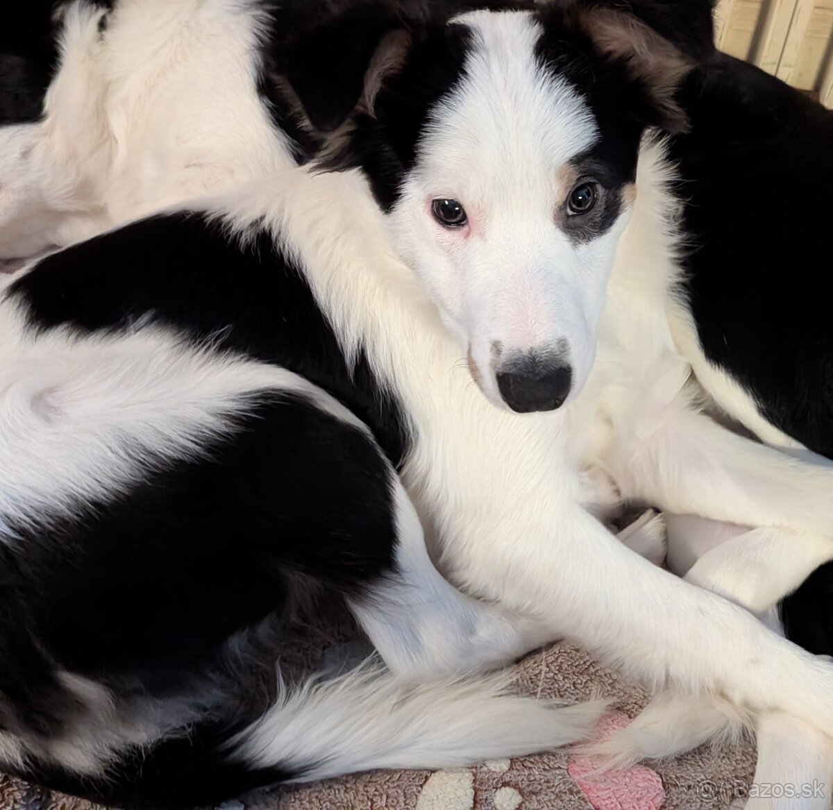 Border kolia tricolor - 4